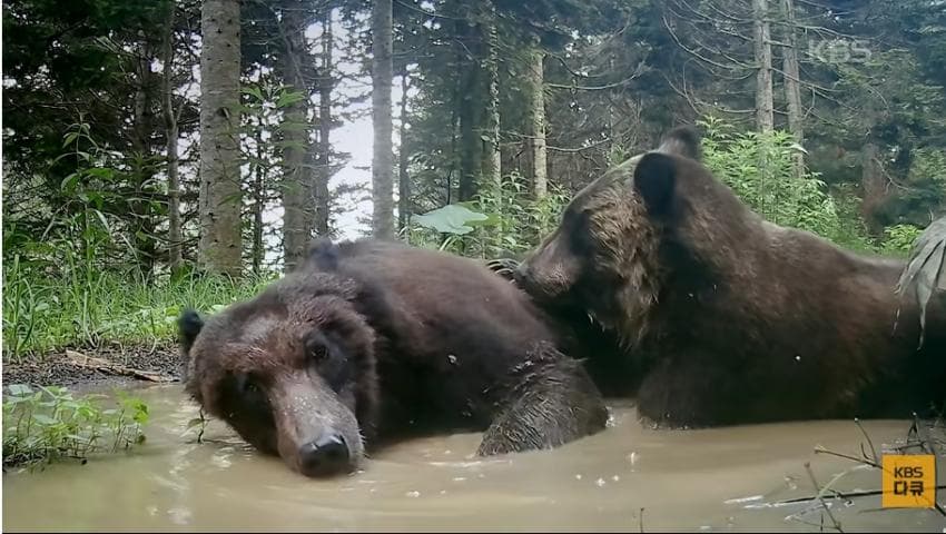 곰이 늙은 일본을 덮치다. 여고생 덮친 아키타 반달곰,, (3)