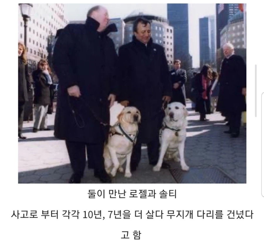 911 테러 당시 건물 안에 있었던 두마리의 시각 장애인 안내견 (10)