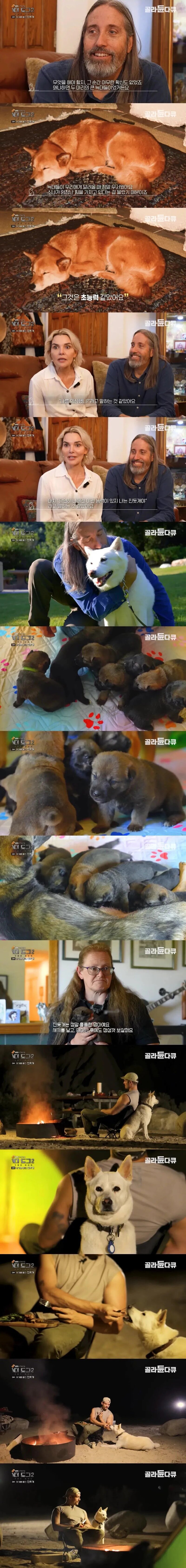 진돗개 근황 (2)