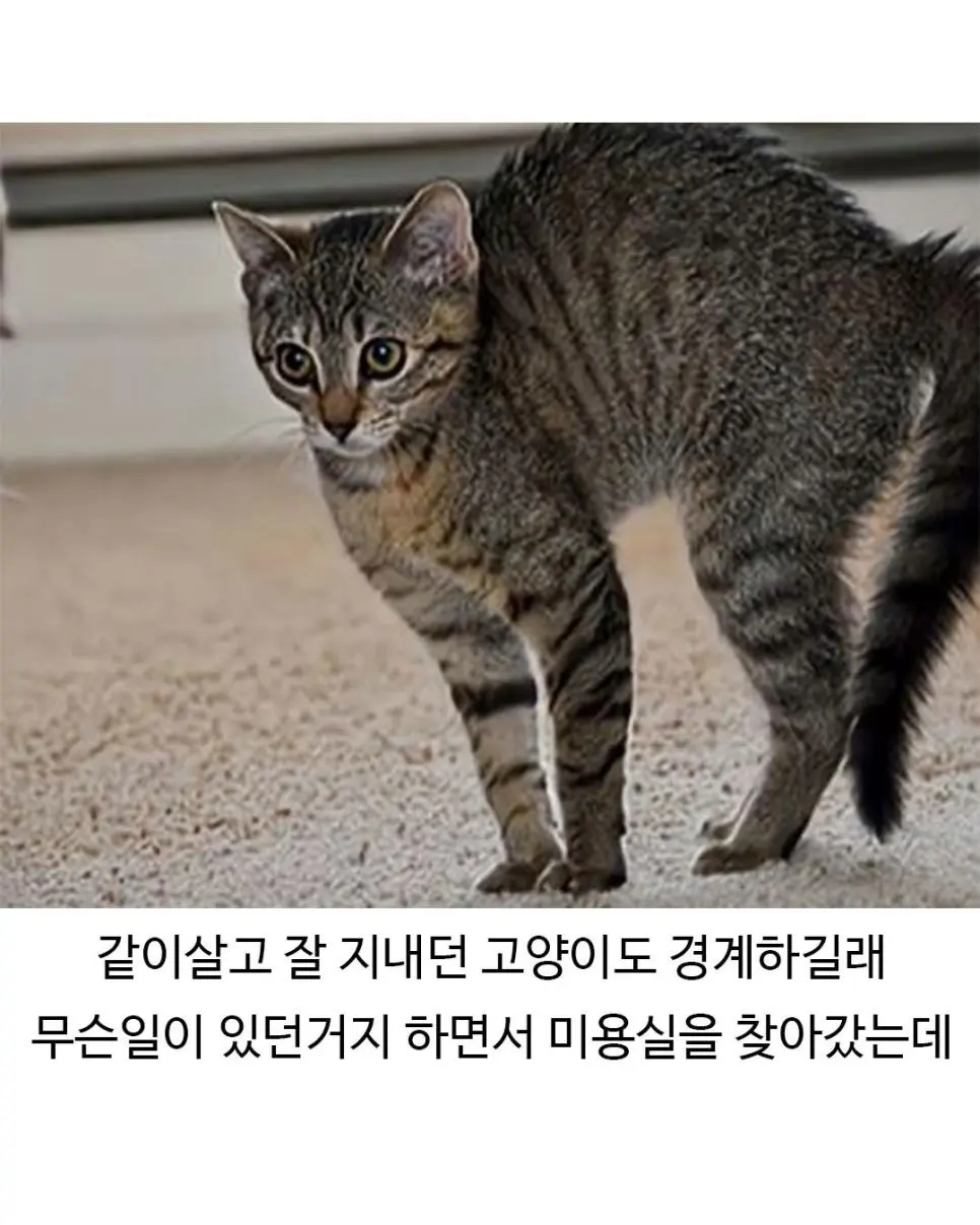 미용실 다녀온 후 표독해진 골댕이 (5)