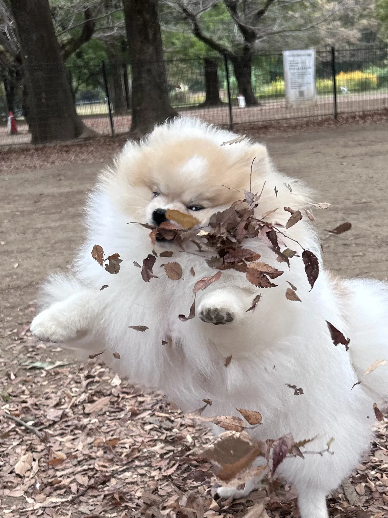 맘마를 맛있게 먹은게 분명한 아기냥이 (44)