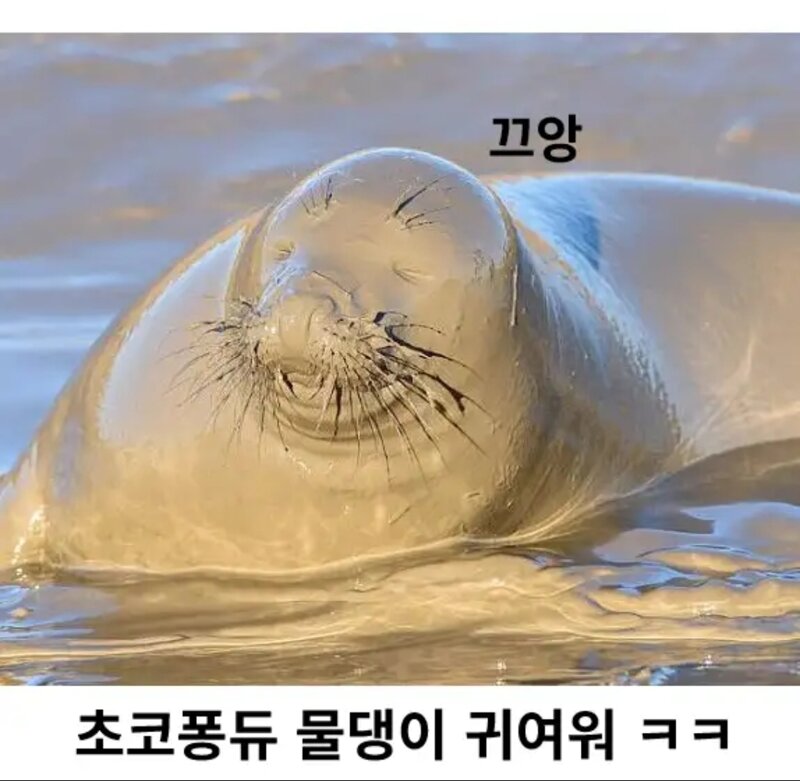 물범이 피부를 보호하는법 (2)