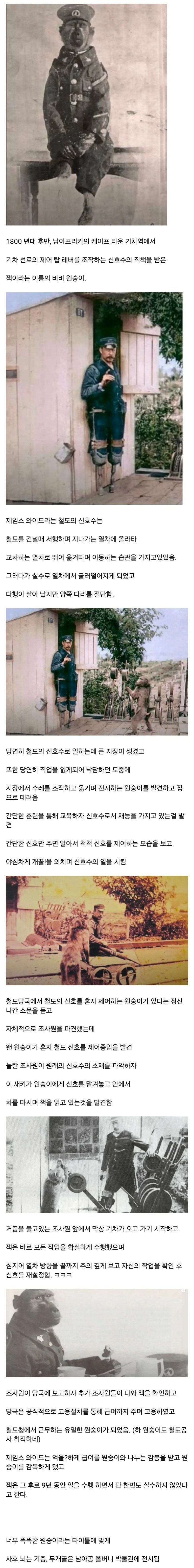 너무 똑똑해서 취업한 원숭이