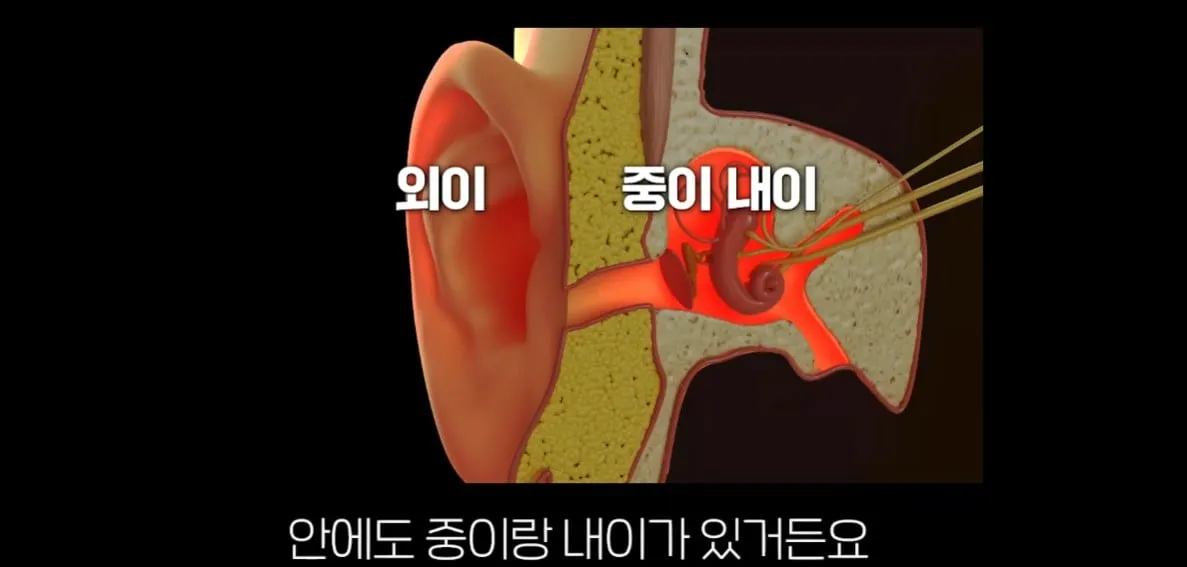 사람의 귀가 아가미에서 진화했다?