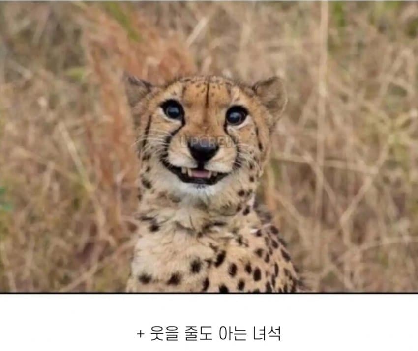 의외로 공식적으로 인간을 공격한적이 없는 맹수 (10)