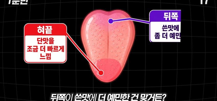 학교에서 배운 '혀 맛' 지도가 잘못됐다..? (29)
