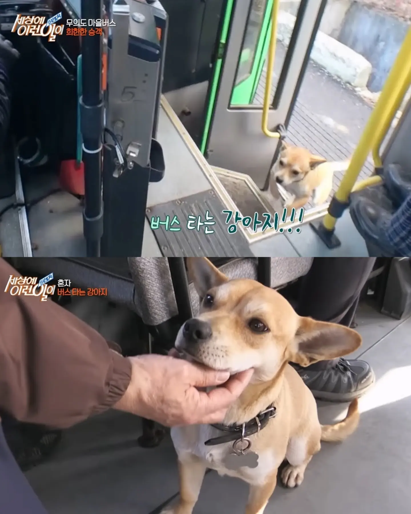 친구 만나러 매일 무임승차하는 강아지 (3)