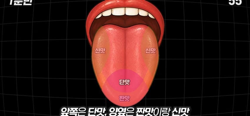 학교에서 배운 '혀 맛' 지도가 잘못됐다..? (3)