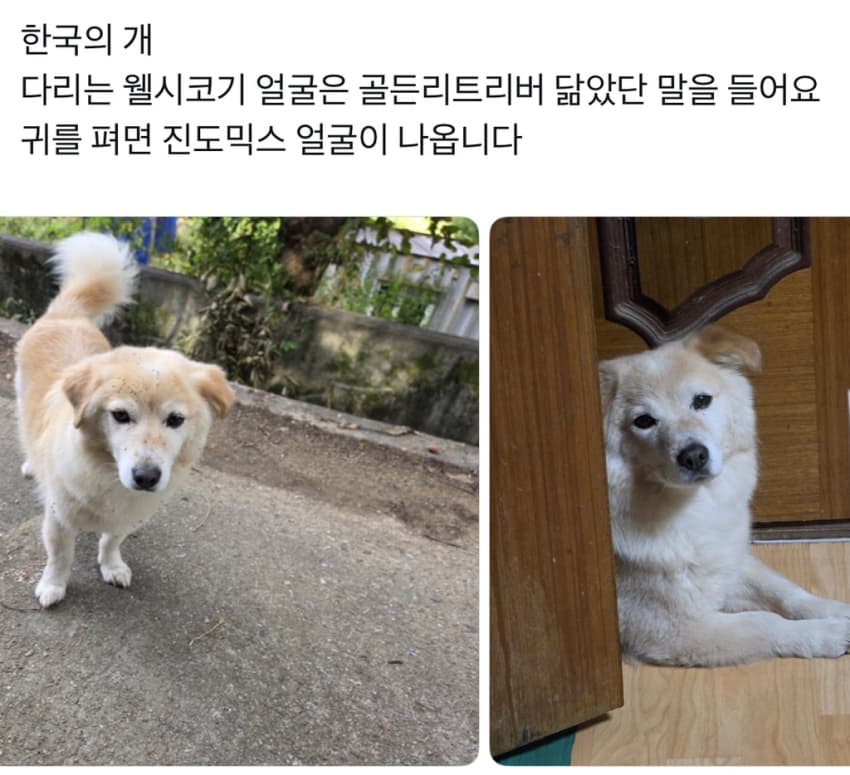 싱글벙글 너무 섞여서 잘 모르겠는 잡종견 사진집이 갖고 싶어 (18)