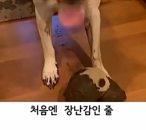 유튜브 쇼츠 AI 뇌절 대잔치 (2)