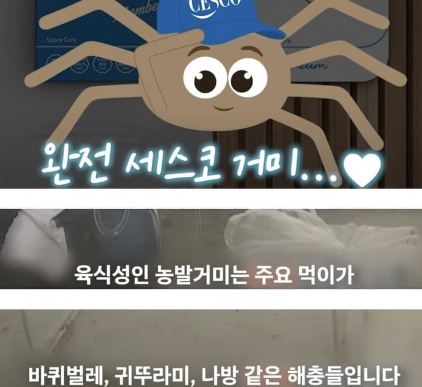 거미거미 징그럽고 큰데 이로운 거미 (2)