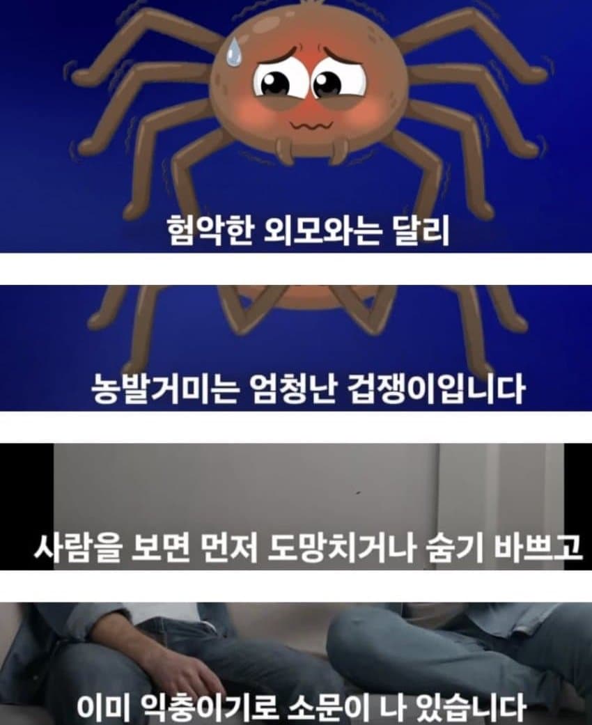 거미거미 징그럽고 큰데 이로운 거미 (3)