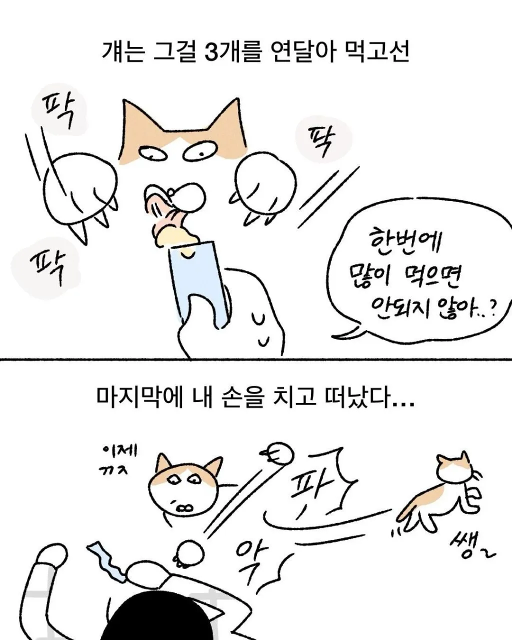 프로 츄르강탈 고양이