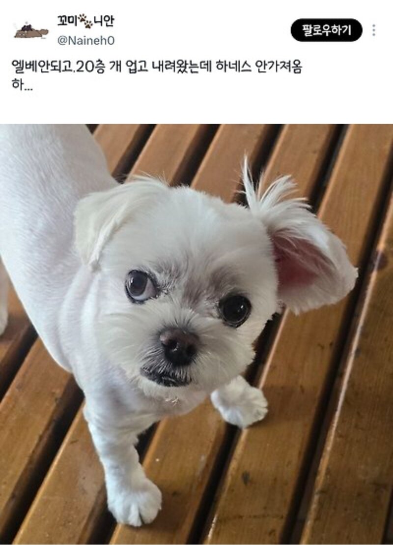 엘베 안되고 20층 개업고 내려왔는데 하네스 안가져옴