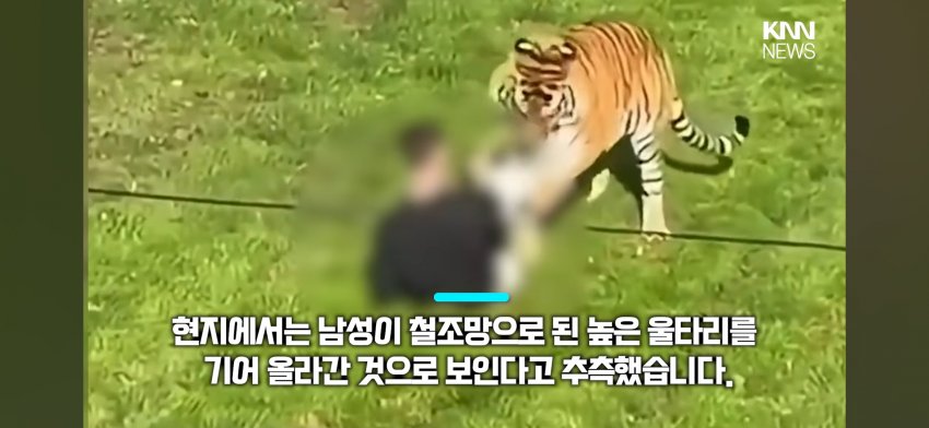 호랑이 우리에 들어간 남자