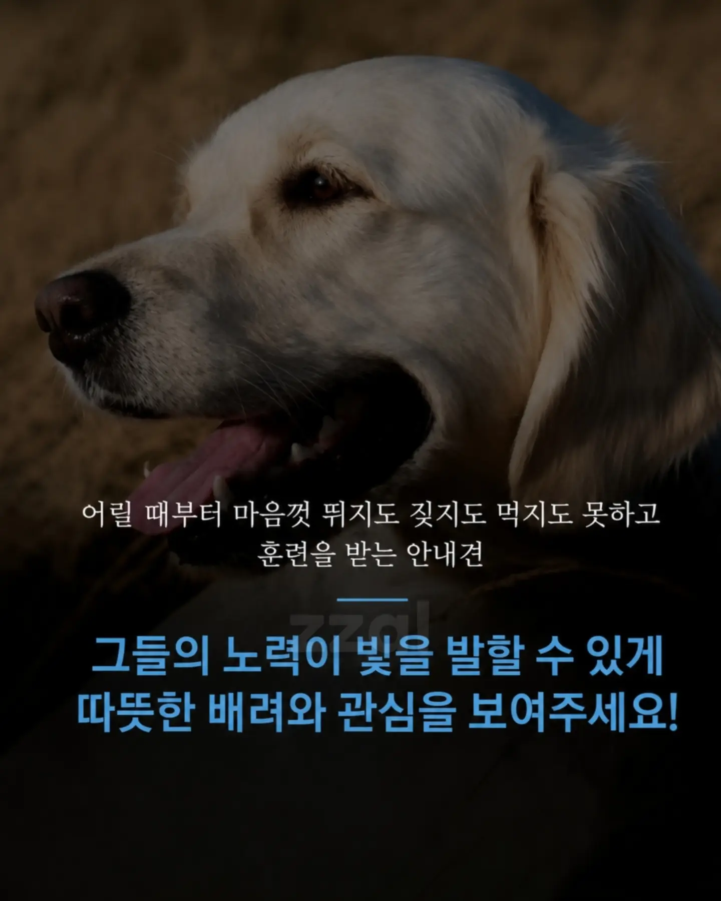 싱글벙글 흉기에 찔려도 참아낸 안내견 오스카 (9)