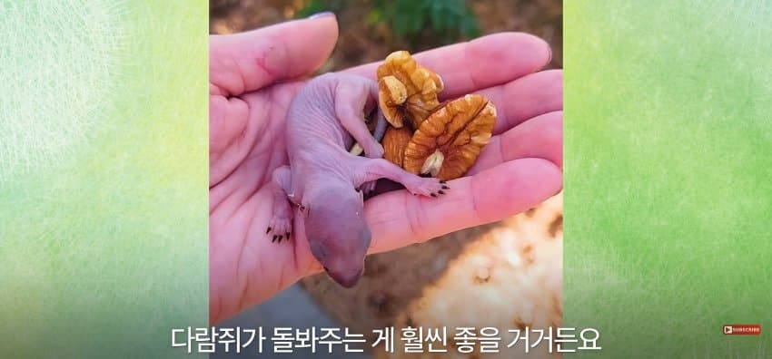 어미 다람쥐에게 갈곳 잃은 새끼 보여줬더니.. (22)