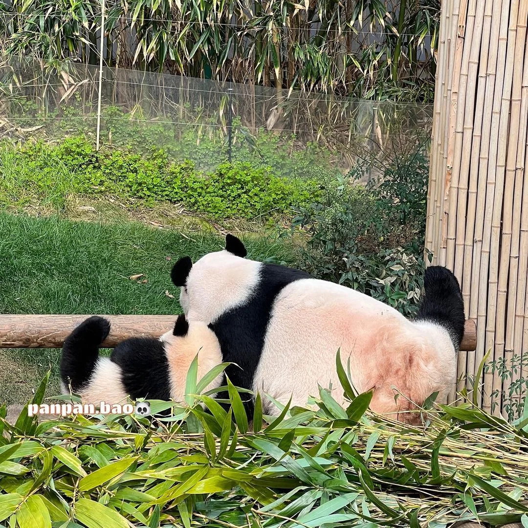 아이바오 따라하는 후이바오 🐼❤🩷 (5)