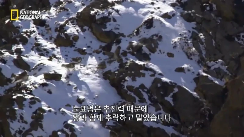 사냥 중 120m 절벽 아래로 떨어진 눈표범. jpg & YouT