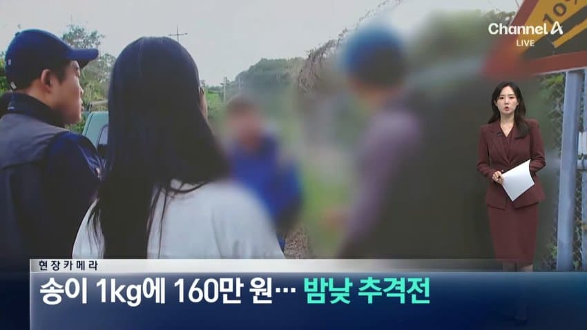 채널a) 송이버섯 1kg에 160만원...밤낮 추격전