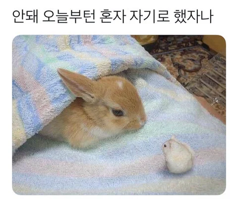 토끼가 하는 말이다 vs 햄스터가 하는 말이다