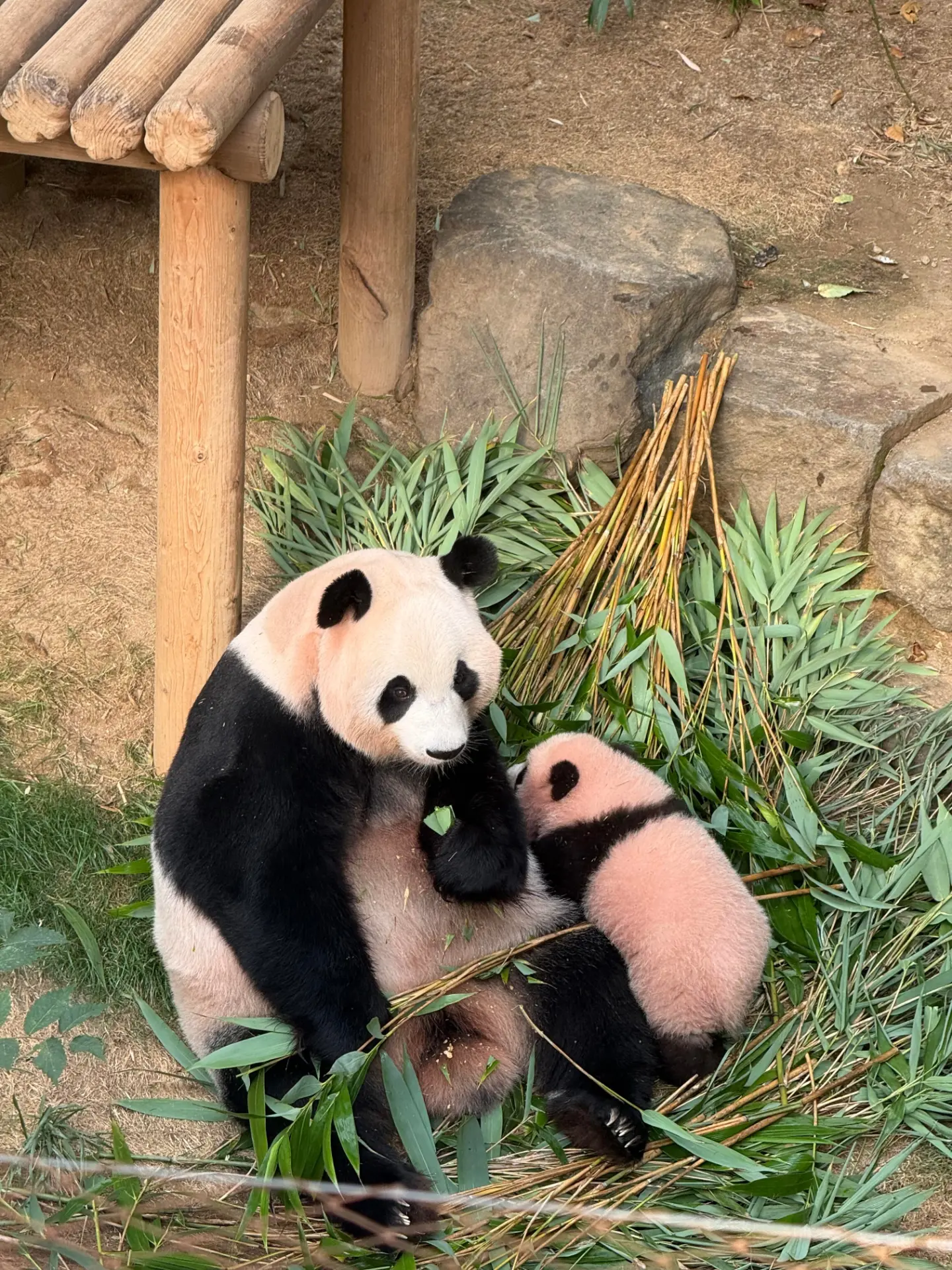 실내 방사장에 나와서 편하게 노는 아이바오와 슈바오 ❤🩵🐼 (10)
