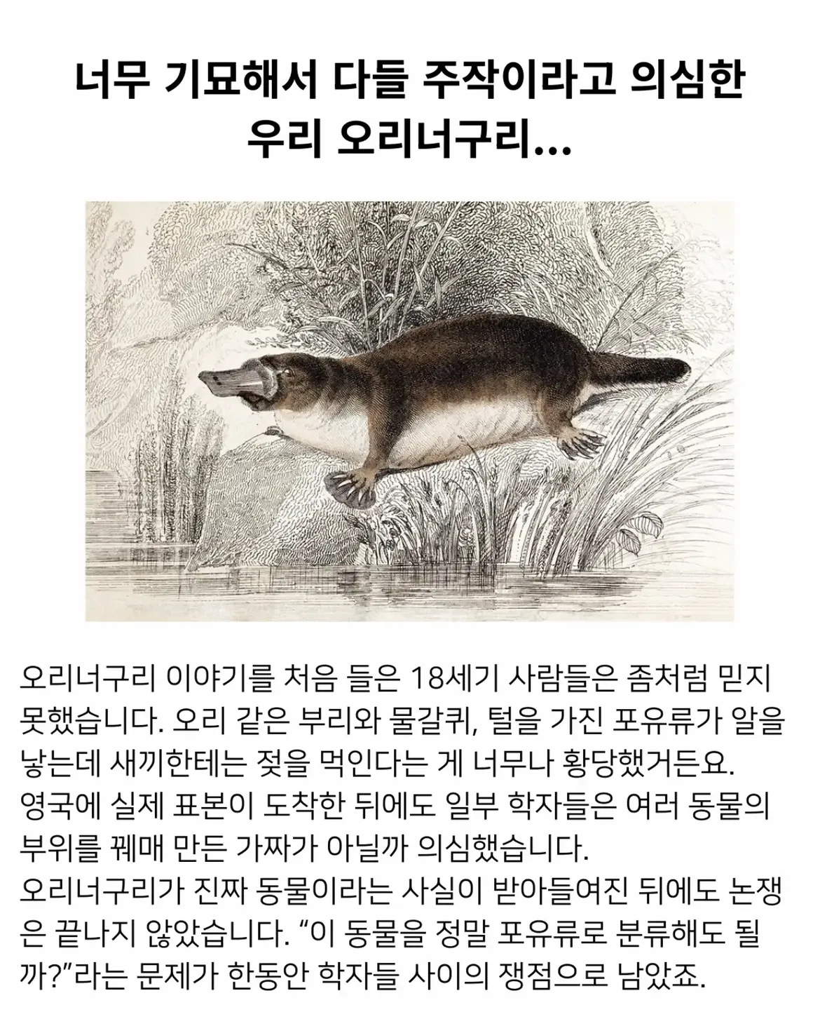 의외로 18세기에 발견된 기괴한 생명체 (14)