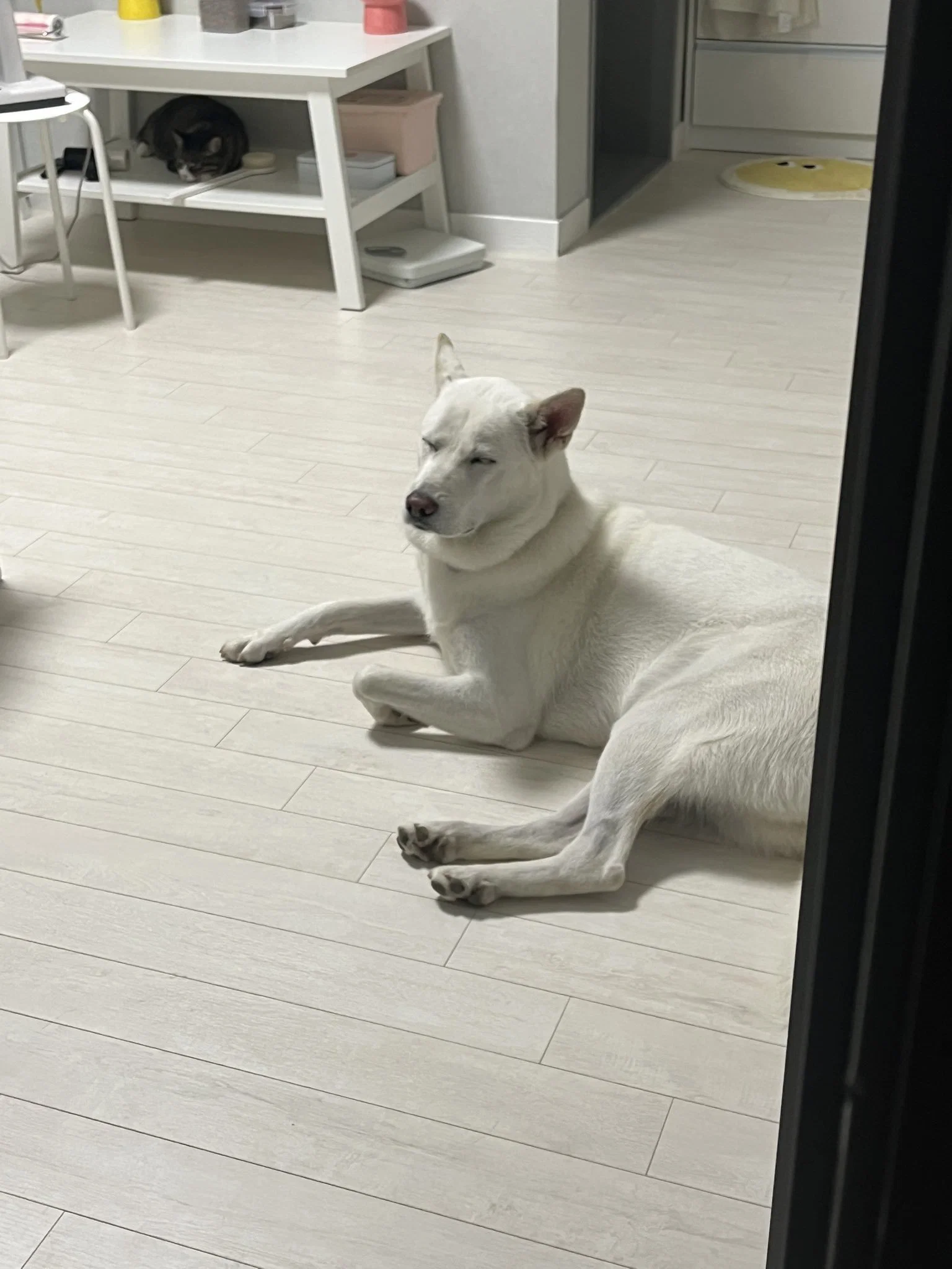 진돗개로 알고 키웠는데 대형견으로 커서 확인해보니 풍산개였음 (5)