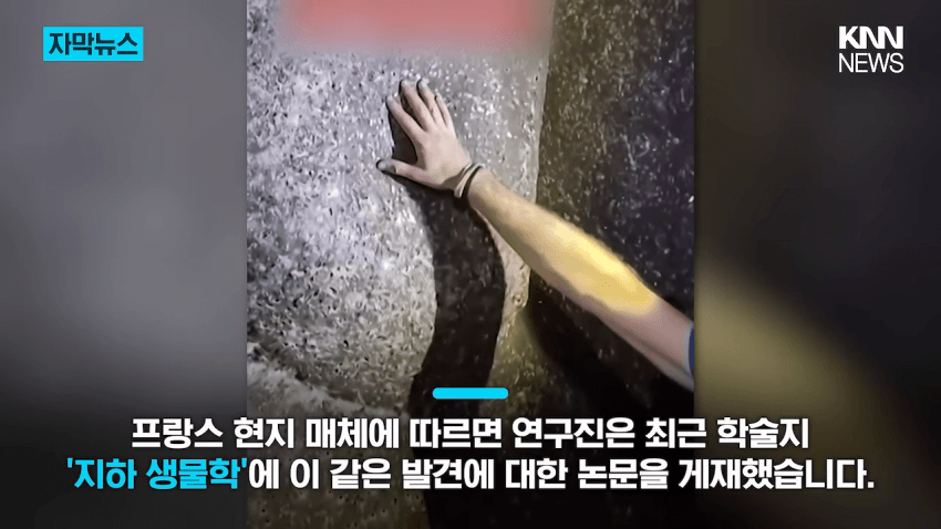 경악 세상에서 제일 큰 거미줄 발견 (9)