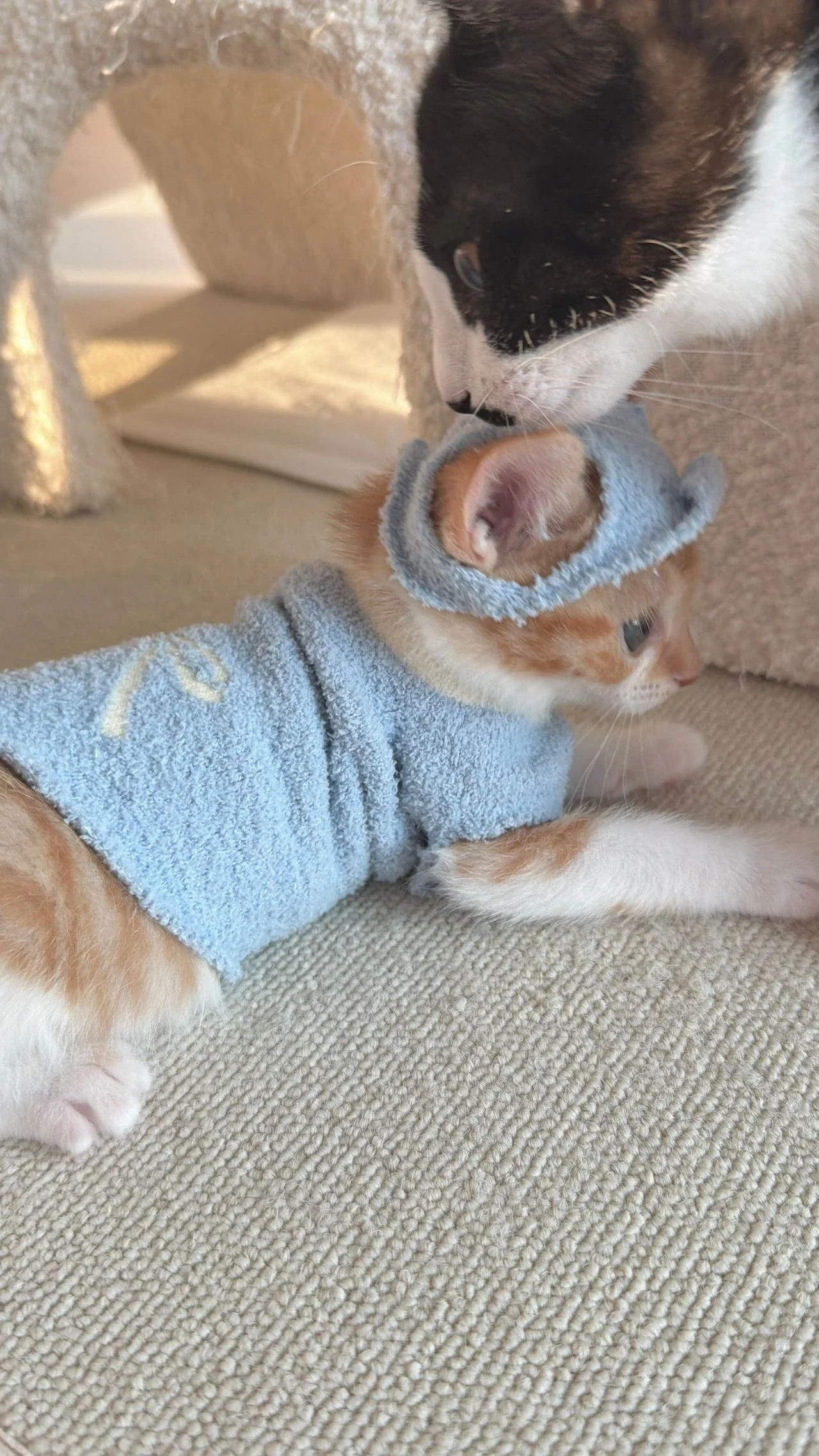 다이소 산 옷을 입는 고양이 (6)