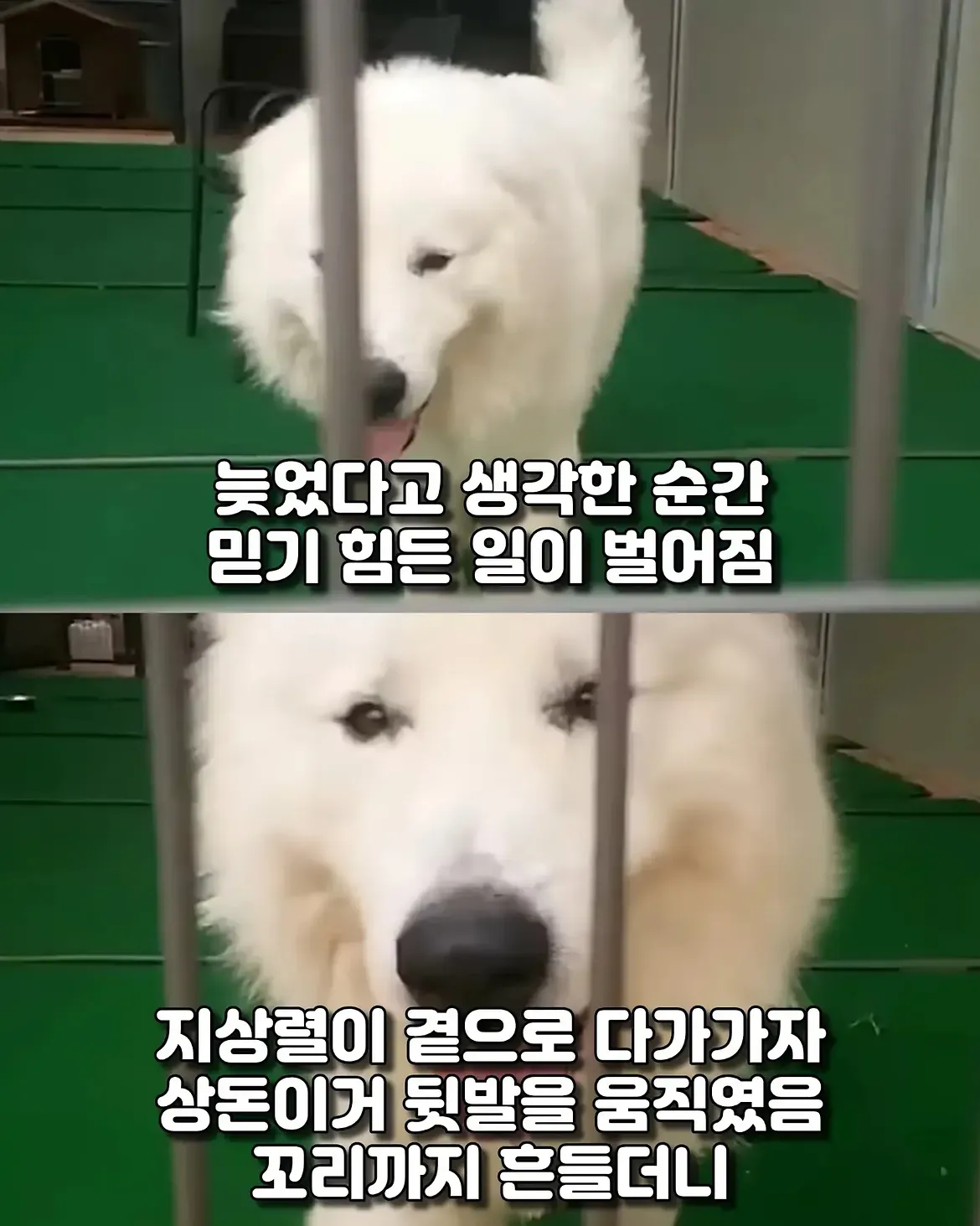 싱글벙글 17년동안 고마웠어요 힘겹게 버티던 댕댕이가 마지막까지 기다 (8)