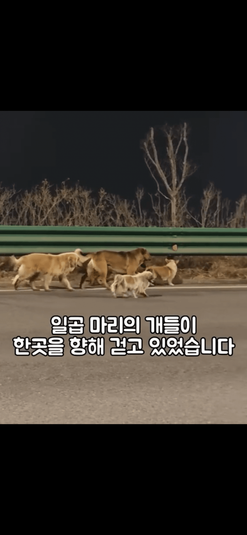 조회수 2억. 웰시코기 하드캐리. 개장수한테 도망가는개들 (2)