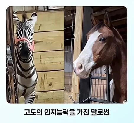 얼룩말 처음 본 말 반응.jpg