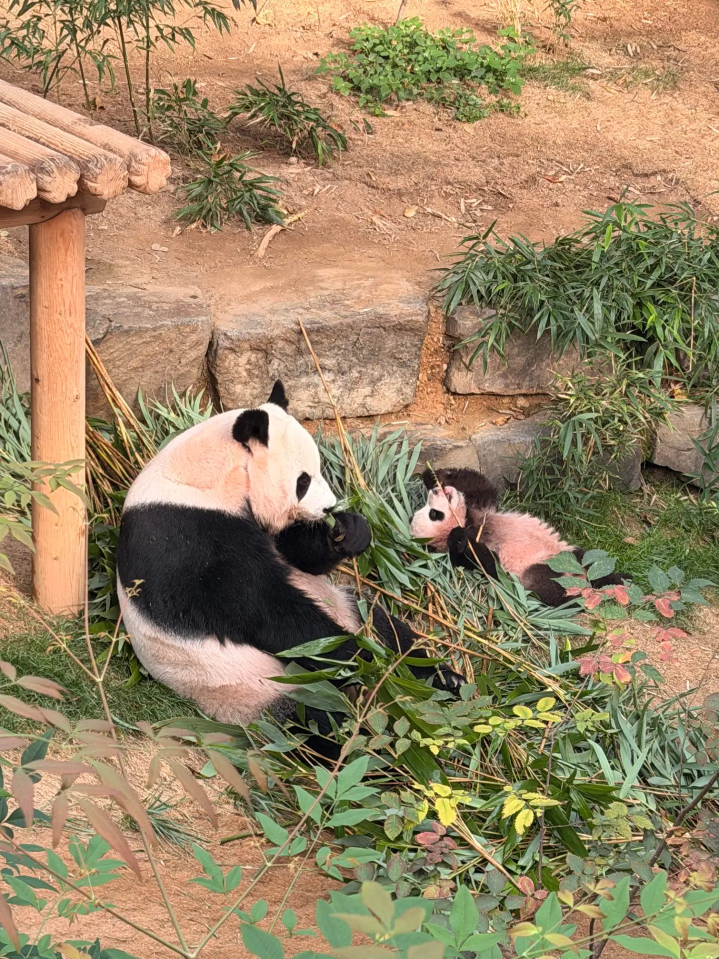 실내 방사장에 나와서 편하게 노는 아이바오와 슈바오 ❤🩵🐼