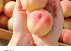 대극천 복숭아g 1kg 외 모음