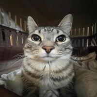 단또6