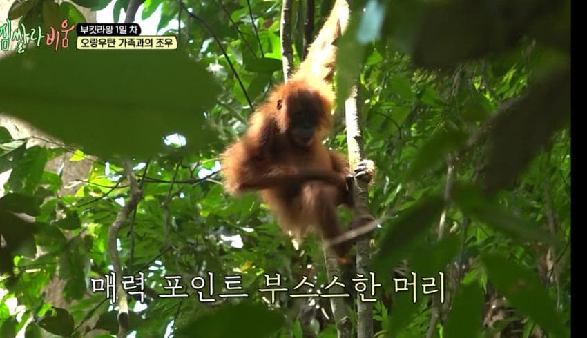싱글벙글 정글에서 만나면 위험한 동물 (3)