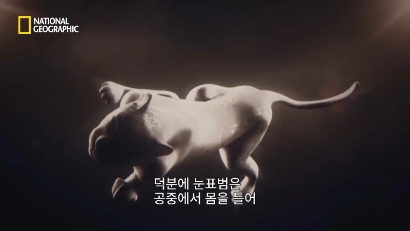 사냥 중 120m 절벽 아래로 떨어진 눈표범. jpg & YouT