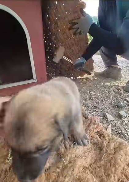 조회수1500만 견주 허락 없이 1개월 아기 강아지 그늘막 설치 사연, (31)