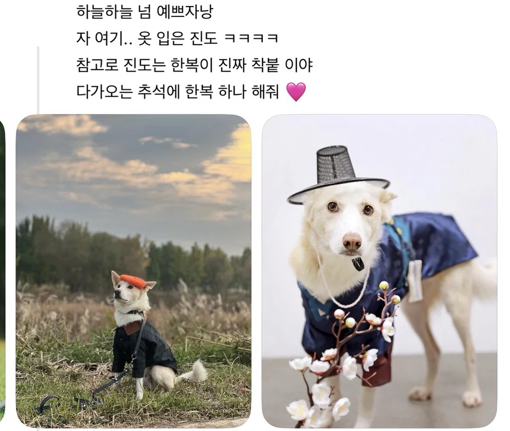 강아지 옷 샀는데 너무 과한가..? (7)