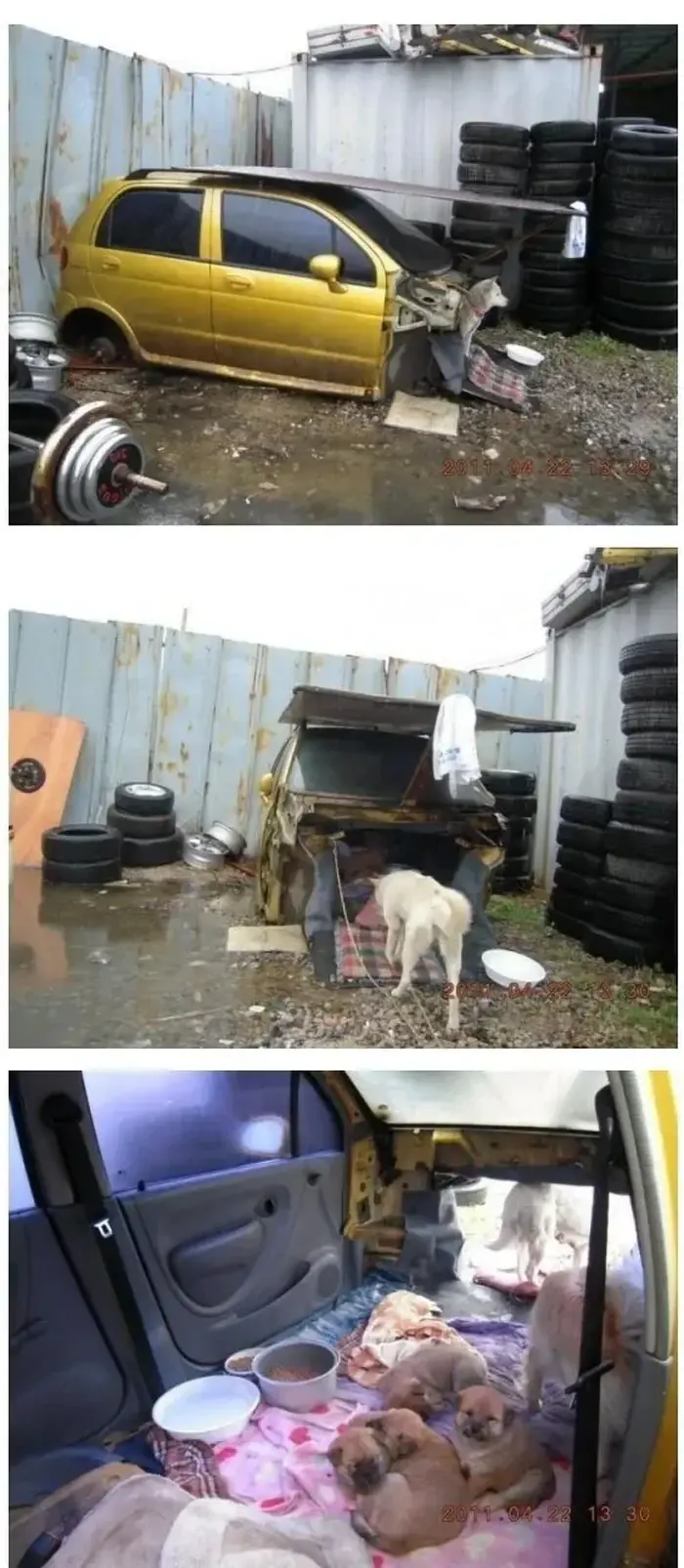 개집