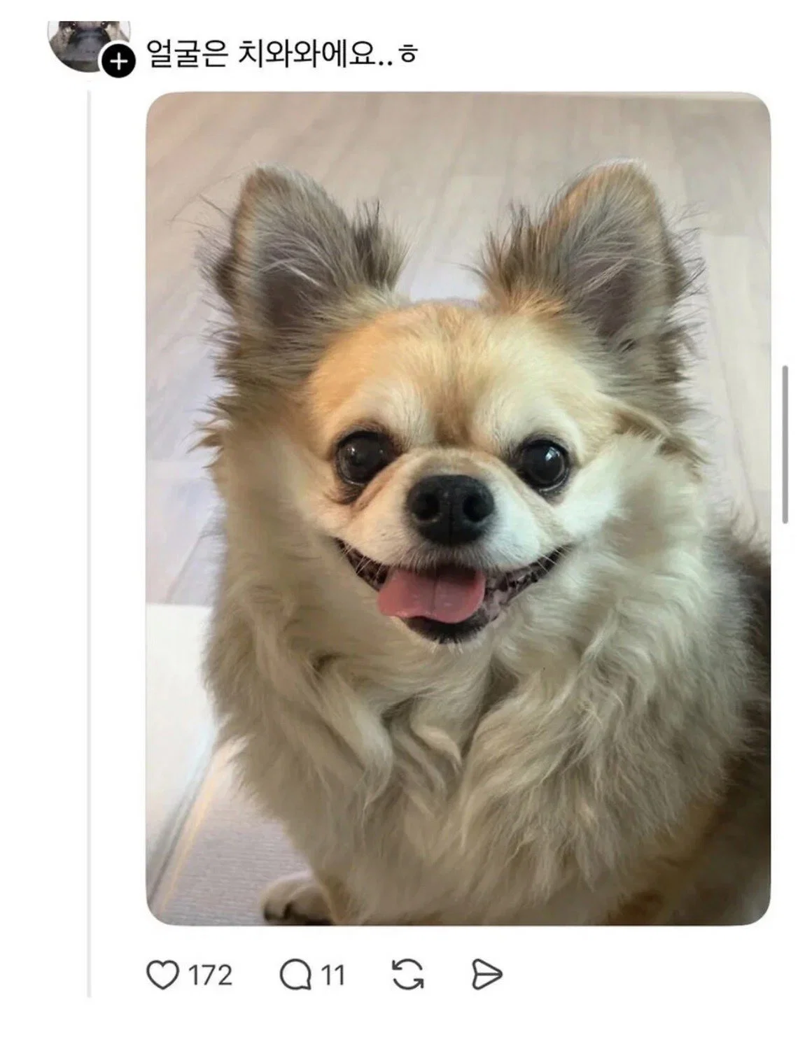 맘마를 맛있게 먹은게 분명한 아기냥이 (3)