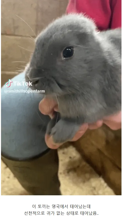 귀 없이 태어난 토끼를 보살핀 할머니