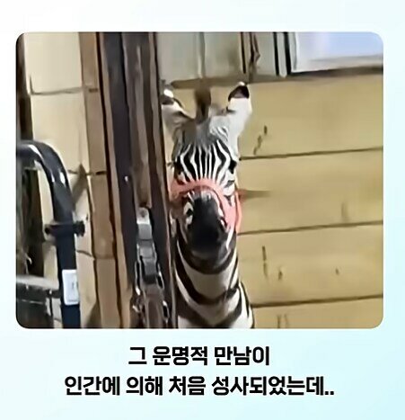 말이 얼룩말을 만나면 보이는 반응 레전드 (2)