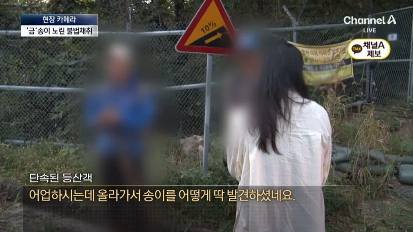 채널a) 송이버섯 1kg에 160만원...밤낮 추격전 (31)