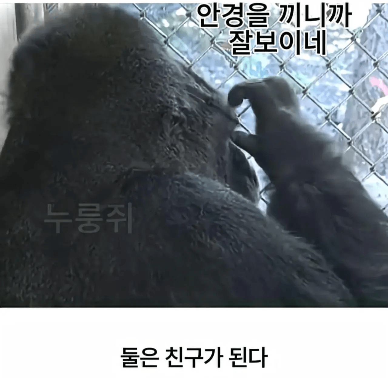 세계 최초로 수어를 이용해 인간과의 대화에 성공한 고릴라 (4)