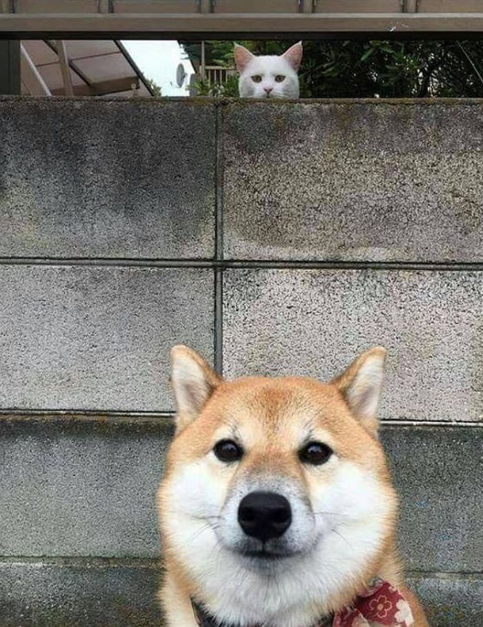 nTgLNI