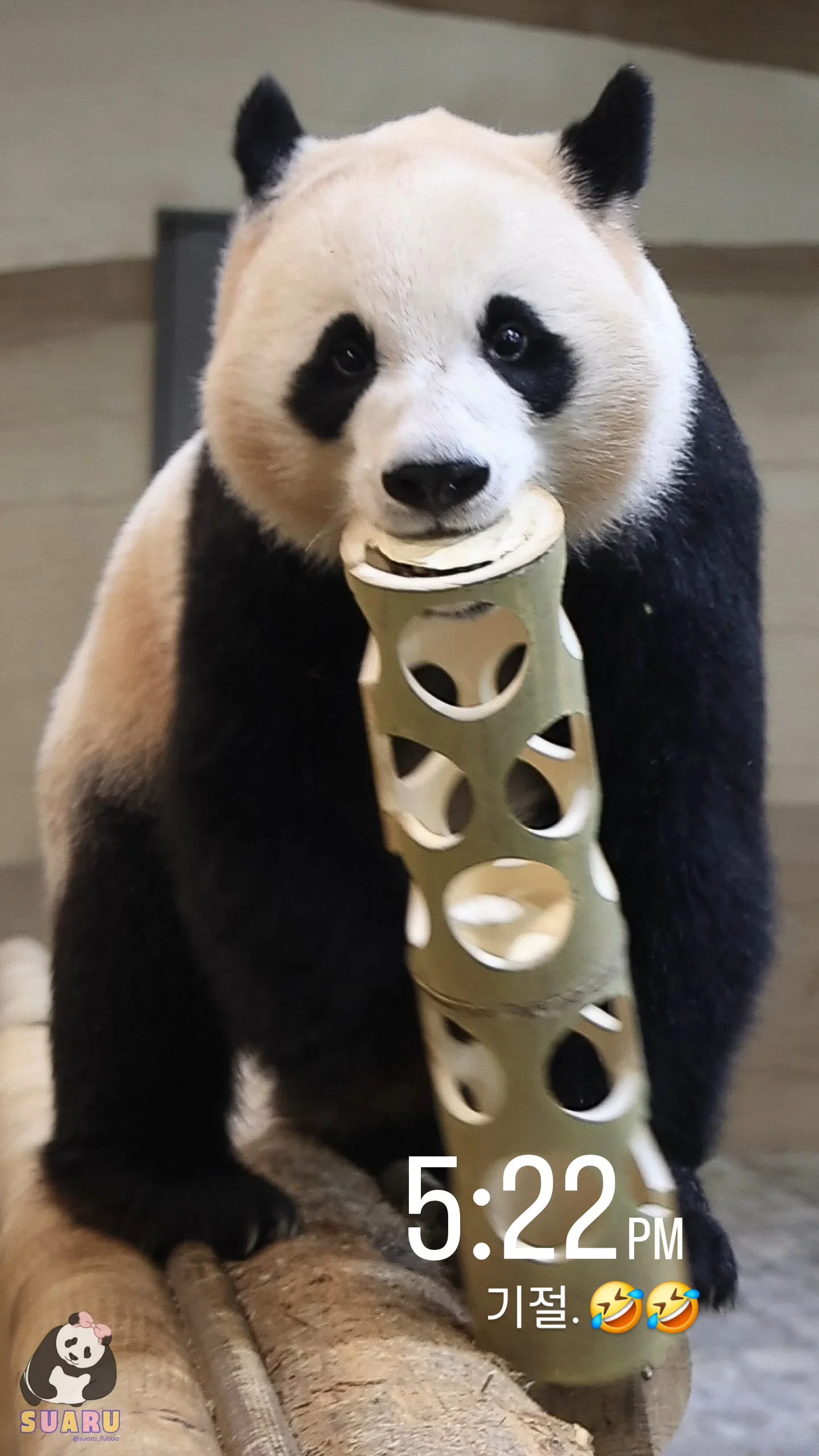 맘에 드는건 무조건 끌고가는 후이바오 🐼 🩷 (5)