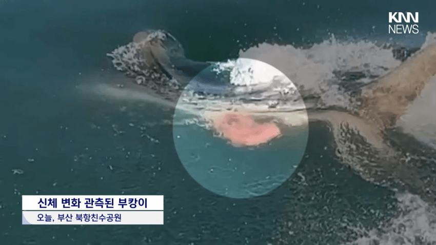 국민 상어 부캉이, 새끼 낳았나 (2)