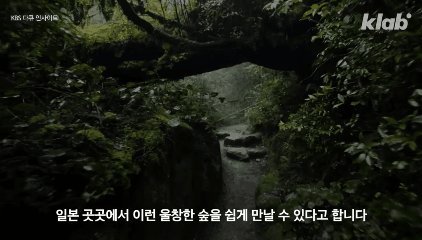 깜짝 .. 일본숲이 유독 무서운 이유 ㄹㅇ . (17)